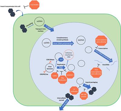 Geminivirus Resistance: A Minireview